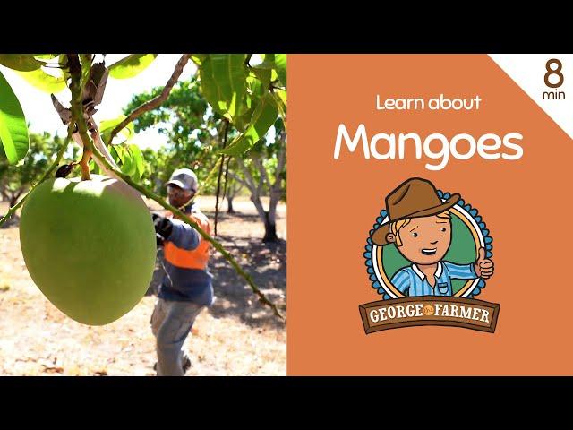 Mangoes with George the Farmer