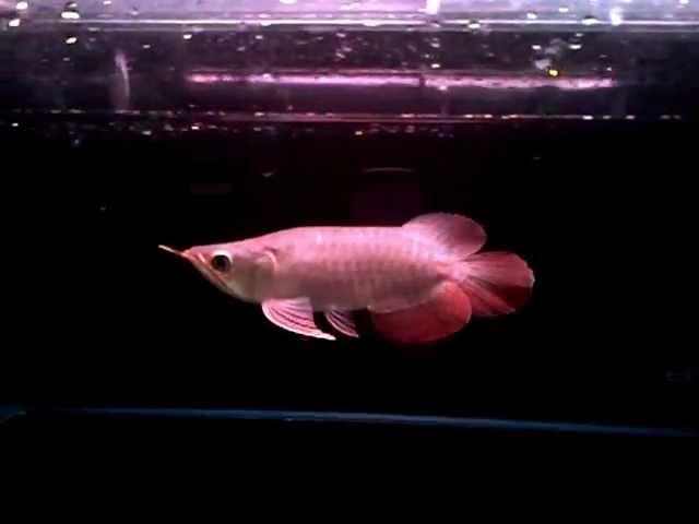 King Arowana ( Fa Fu Long )