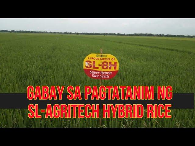 Gabay sa Pagtatanim ng SL Hybrid Rice  | Pagpili ng binhi, Pag Aabono, Pagkontrol sa Damo at insekto