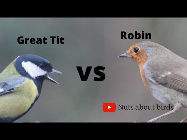 Great Tit VS Robin