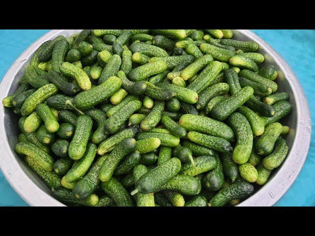 I've been making pickles with this recipe for years!! Gherkin Pickle Recipe That Doesn't Melt!!