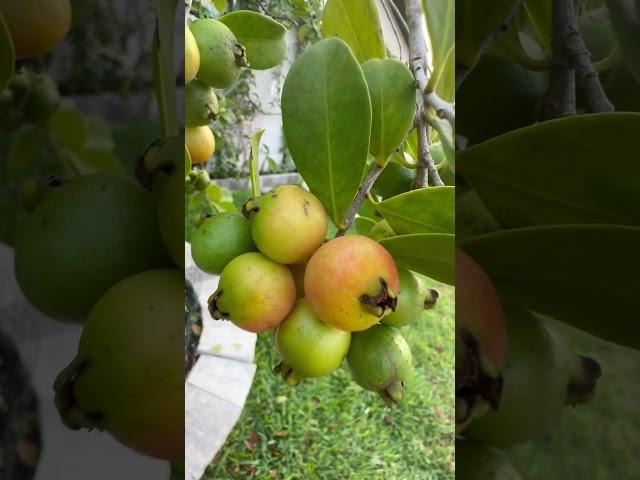 Harvesting Strawberry Guava in Cape Coral Florida #guava #garden ing