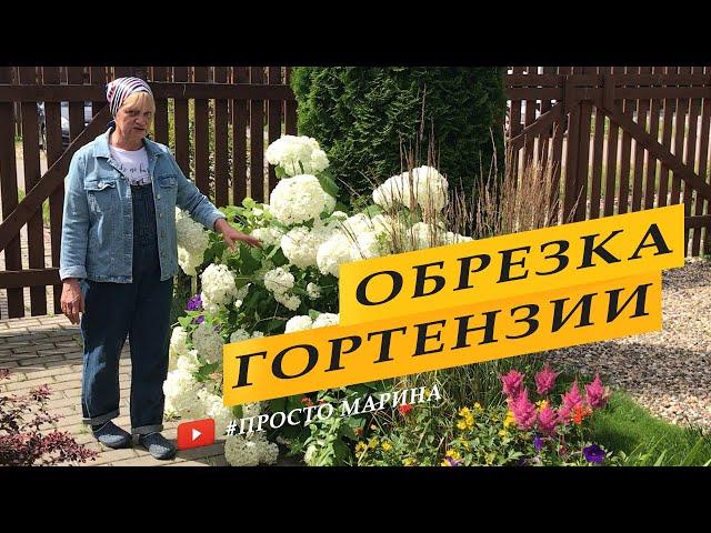 Гортензия древовидная. Обрезка, подготовка к зиме.