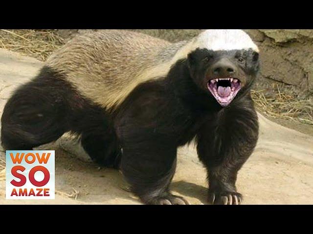 10 Things You Didn't Know About The Honey Badger