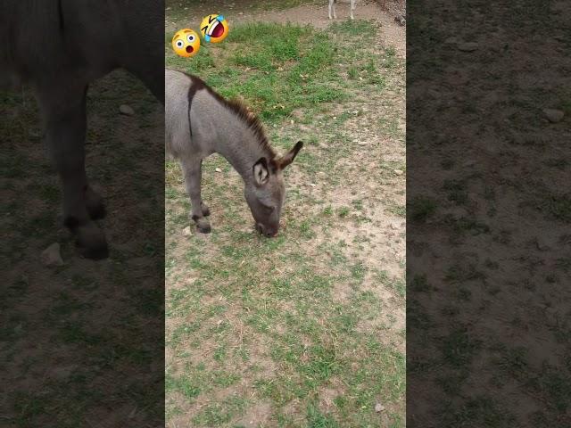 What Our Giant Guard Dog Really Thinks of The Mini Donkeys! #dog #truth #greatpyrenees