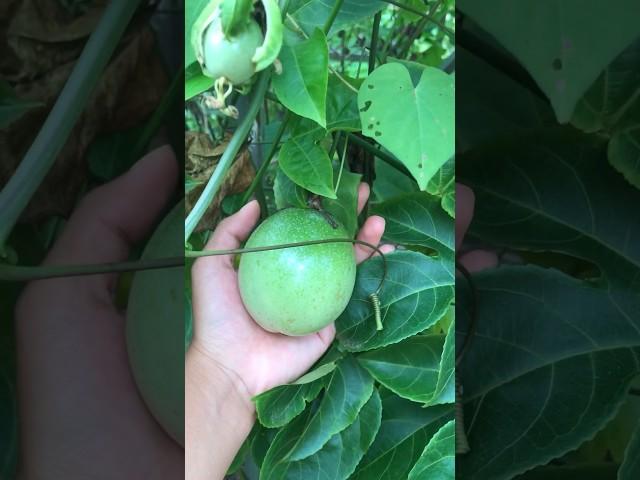 passion fruit #passion #nature #tiktok #fruit #feed #shorts #youtubeshorts #viral #viralvideo #relax