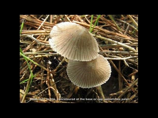 Mycena leptocephala. Champimaginatis. English Text.