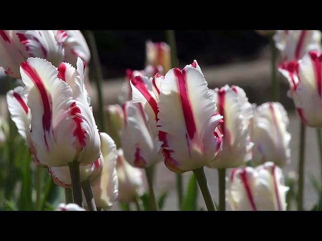 П.И.Чайковский - "Сентиментальный вальс" -  Tchaikovsky "Valse Sentimentale"