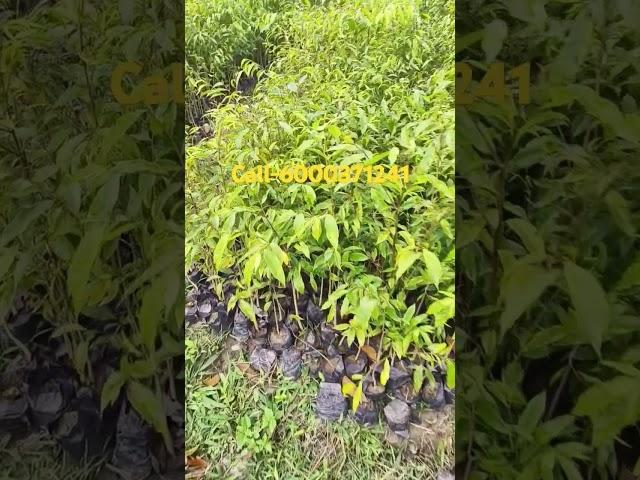 2025 New Year Agarwood Plants available|| Agarwood nursery in Assam #agartree