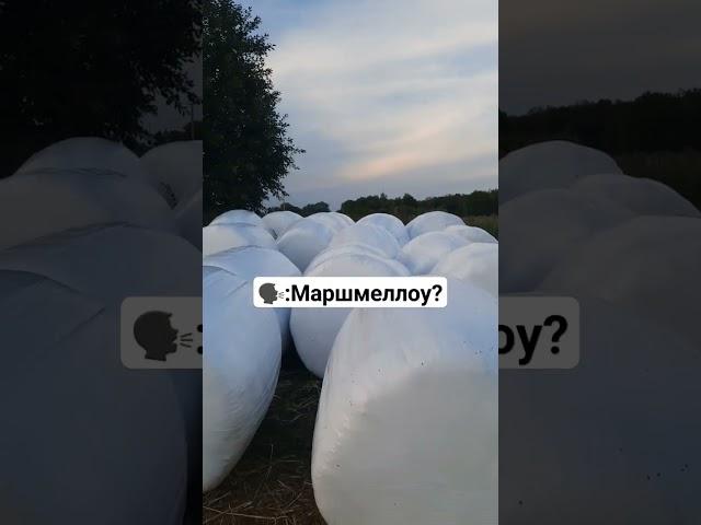#subscribe #cute #viral #сельскоехозяйство #ферма #cat #top #combat #жизнь #мир #johndeere #trending