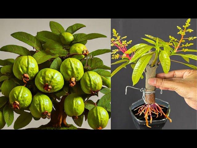 Best Creative 5 Ideas for Bougainvillea, Lemon, Mango, Banana And Dragon fruits at home