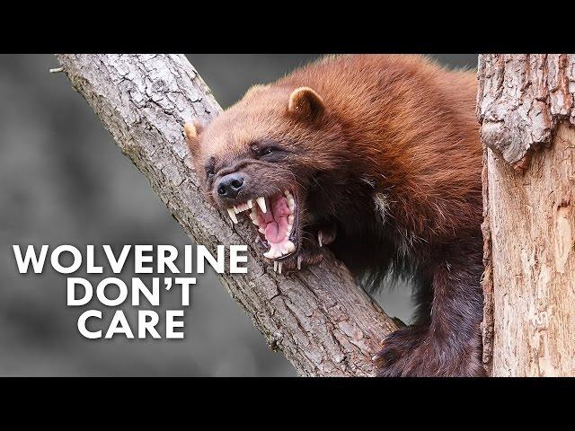 Wolverines Are the Honey Badgers of the North