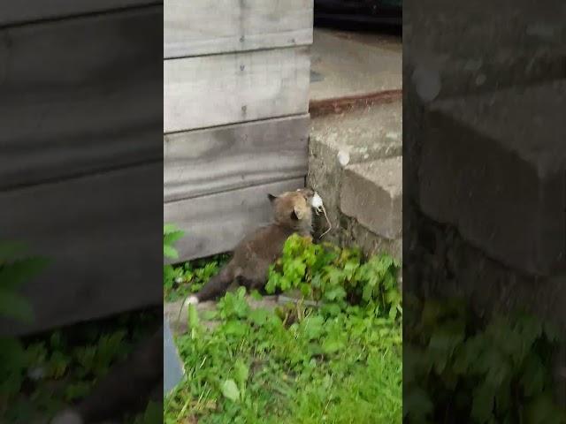 Mealtime Learning Fox vs Mouse: Hamas the Fox Catches a White Mouse