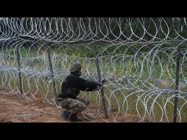 Poland's Bialowieza Forest - Scientists say wildlife in East Poland suffers from new border fence