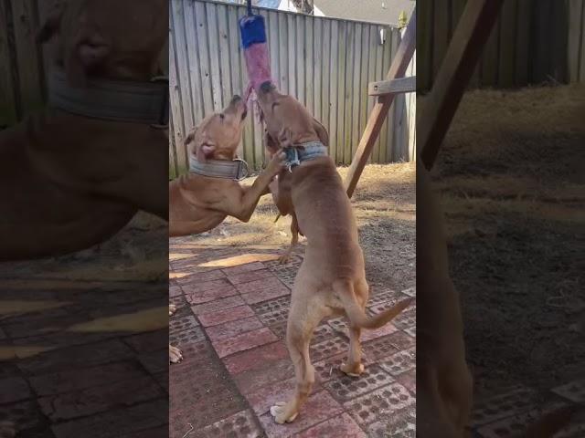 Hager Kennels Pups: #apbt #gamedog #pitbull #pup #puppy #cute #dogs #workingdogs