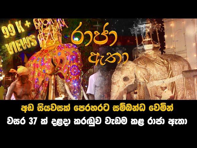 අඩ සියවසක් පෙරහරට සම්බන්ධ වෙමින් වසර 37ක් දළදා කරඬුව වැඩම කළ රාජා ඇතා | raja atha | Raja elephant