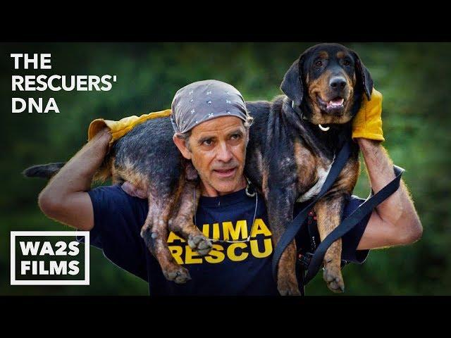 After Hurricane Man Saved Dogs Kittens & Dragons! The Rescuers' DNA - Hope For Dogs