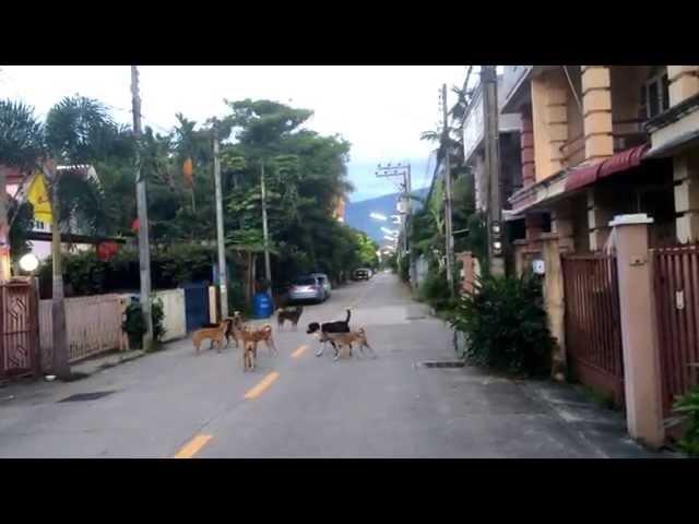 Soi Dogs, Early Morning, Chiang Mai, Thailand