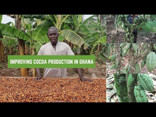 How to Improve Cocoa Production in Ghana//What some farmers suggest