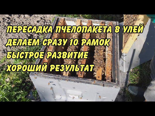 пересадка пчелопакета в улей  делаем сразу 10 рамок быстрое развитие хороший результат