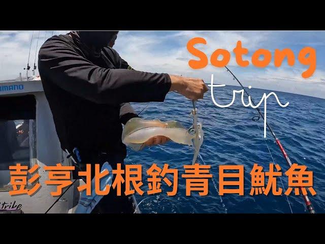 北根釣青目魷魚 | 彭亨 | 馬來西亞 | Pekan | Sotong