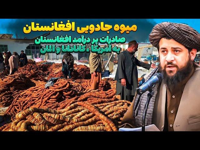 افغانستان با میوه جادوییش پردرآمد شد / صادرات میوه خاص افغانستان به آمریکا ، کانادا و اروپا