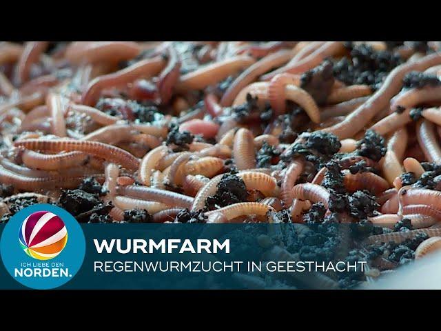 Wurmfarm: Schleswig Holsteiner züchtet Regenwürmer