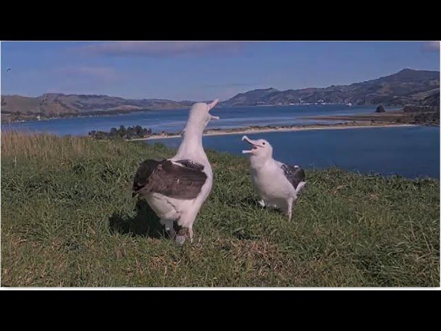 Royal Albatross ~ LGL Clacks At TFT When She Comes To Feed Her Chick! TFT Gardens Off Nest  8.30.24