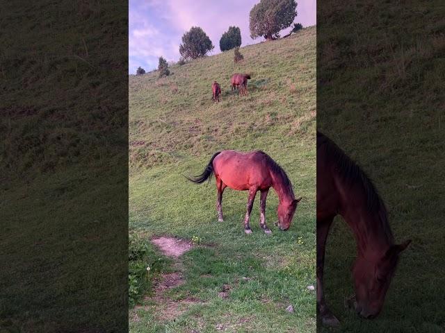 Аллах говорит в Коране | #ислам #вера #дух