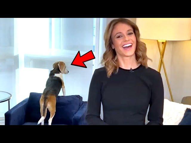 Best Animals Work From Home News Bloopers