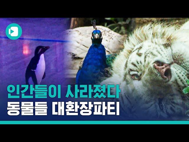 요즘 동물원 근황. 주~토피아가 요기있네? / 비디오머그