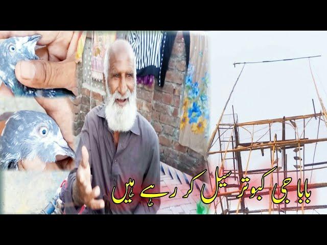 بابا جی کبوتر سیل کر رہے ھیں  | Pola G Pigeon Club