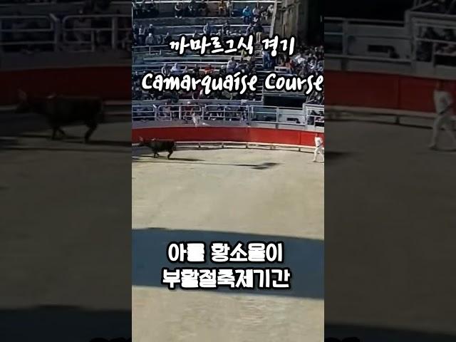 #프랑스여행 #아를여행 #황소몰이 #부활절 #축제 #남프랑스 #여행vlog  #camargue #camarguaisecourse #원형경기장 #FeriadePaque