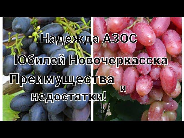 Надежда АЗОС!Юбилей Новочеркасска!Обзор сортов винограда!Преимущества и недостатки.