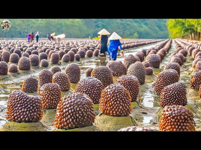 Sea ​Cucumber Harvest - How Farmers Raise Billions of Sea Cucumbers | Leo Farm