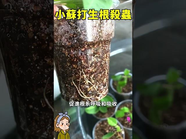 巧用小蘇打生根殺蟲#家庭養花 #花花世界 #園藝