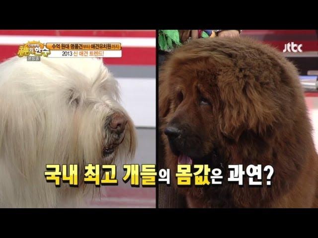 [JTBC] 신의 한 수 24회 명장면 - 삽살개와 장오! 희귀견의 충격적인 몸값?