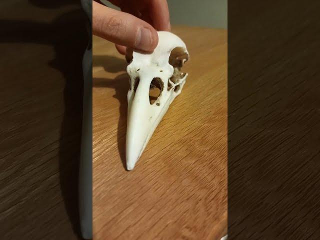 Raven Skull!