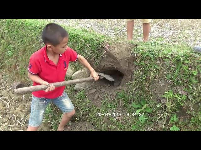 Săn chuột đồng sau mùa gặt và cái kết bất ngờ |Tây bắc Discovery Tập 2
