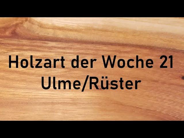 Holzbestimmung: Holzart der Woche 21 –  ULME/RÜSTER schönstes MÖBELHOLZ?