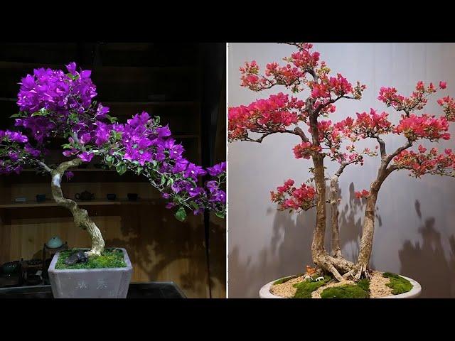 Collection of the most beautiful bougainvillea bonsai masterpiece in 2022