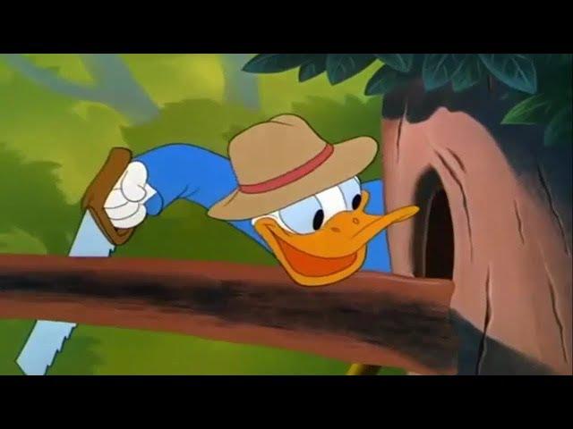 Kaczor donald i Chip i Dale - Kreskówki dla dzieci po polsku 2018 # 6