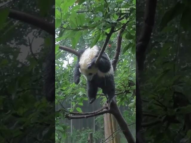 tired panda
