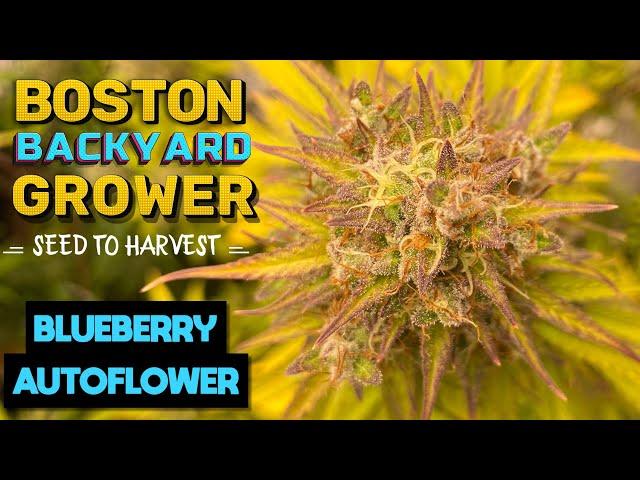 Timelapse Autoflower Cannabis Indoor Seed to Harvest | Blueberry Autoflowers