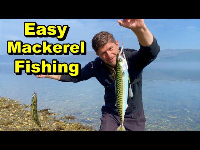 Easy Way - How To Catch Mackerel and Kill Them humanely For Food