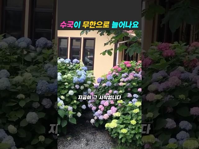 장마철이 찬스입니다 #수국삽목 #수국키우기 #정원꾸미기 #텃밭 #가드닝