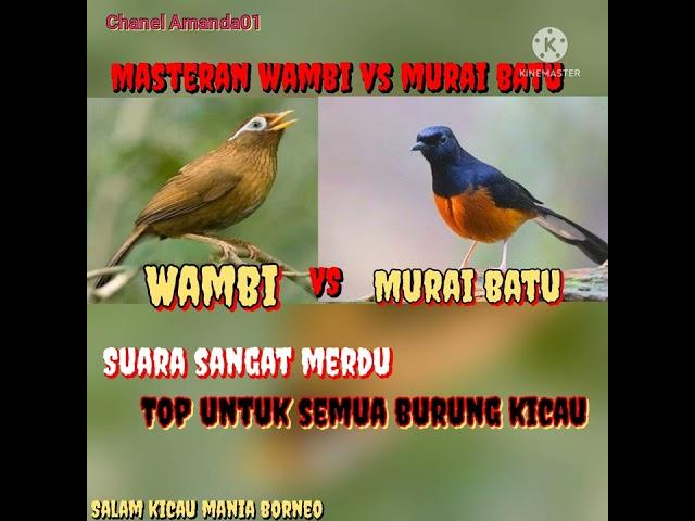 Masteran burung wambi vs Murai batu sangat merdu.@amanda013