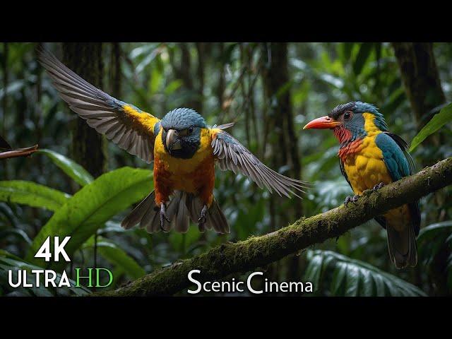 Jungle Bird: Forest Winged Treasures - Scenic Cinema With Forest & Birds Sounds 4K