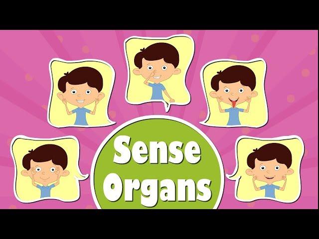 Human Sense Organs | #aumsum #kids #science #education #children