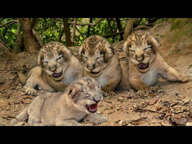 The lion cub has never met its cousin | Lioness leaves her group while pregnant